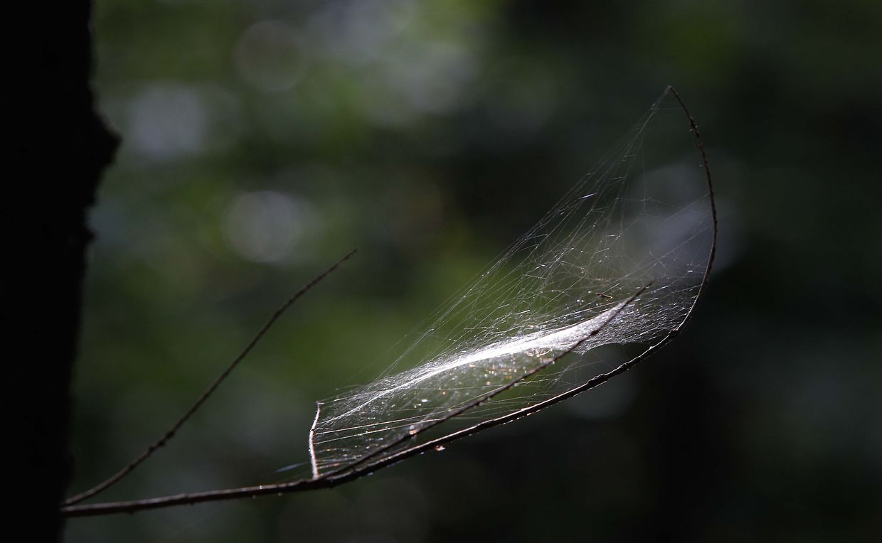 Illustration, Natur, Wald, Landschaft, Baum, Bäume, Blätter und Pilze, Licht Herbstaufnahmen, Spinnennetz  Foto: Luxemburger Wort/Anouk Antony