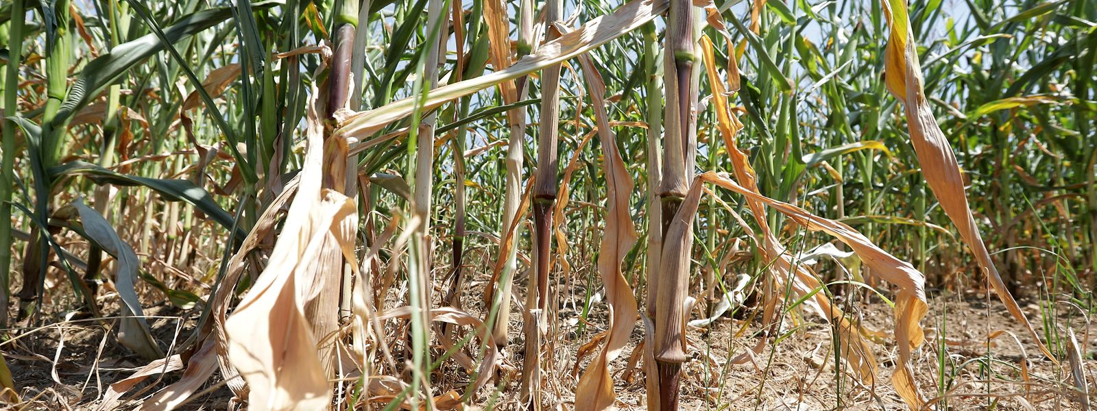 Besonders die Maiskulturen leiden unter der Trockenheit.