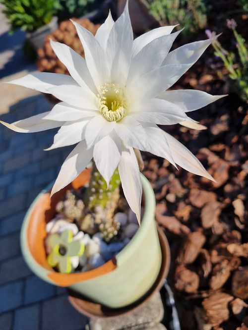 mywort - Eintagesblte am cactus
