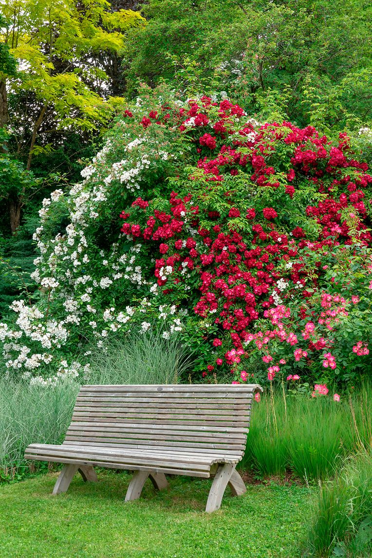 Rosa 'Pleine de Grâce' (Lens, 1984), Rosa Wilderode (Lens, 2009) and Rosa 'Nature Sauvage' (Lebrun, 2013), wooden bench