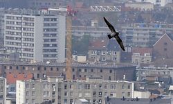 Bruxelles se compose de 19 communes qui nourrissent un sentiment d’autonomie farouche les unes vis-à-vis des autres, mais aussi des autres  niveaux de pouvoir.