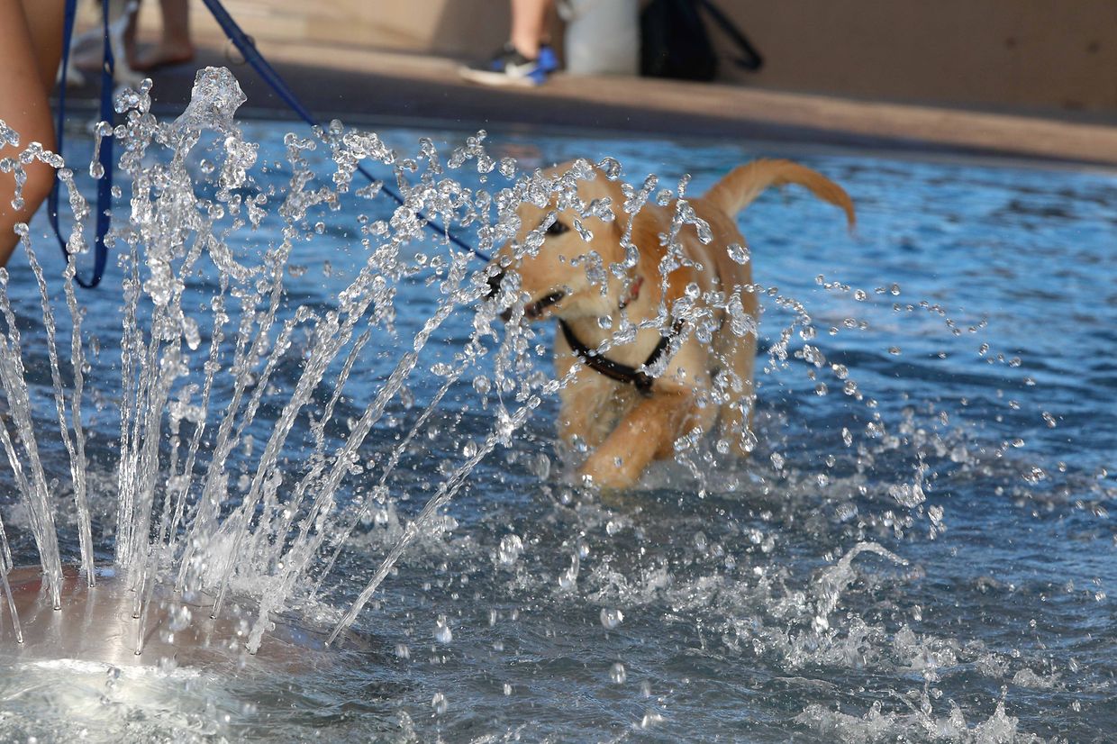 Lokales, Aqua Park, Schwimmbad, Hundeschwimmen, Badespass Foto: Luxemburger Wort/Anouk Antony