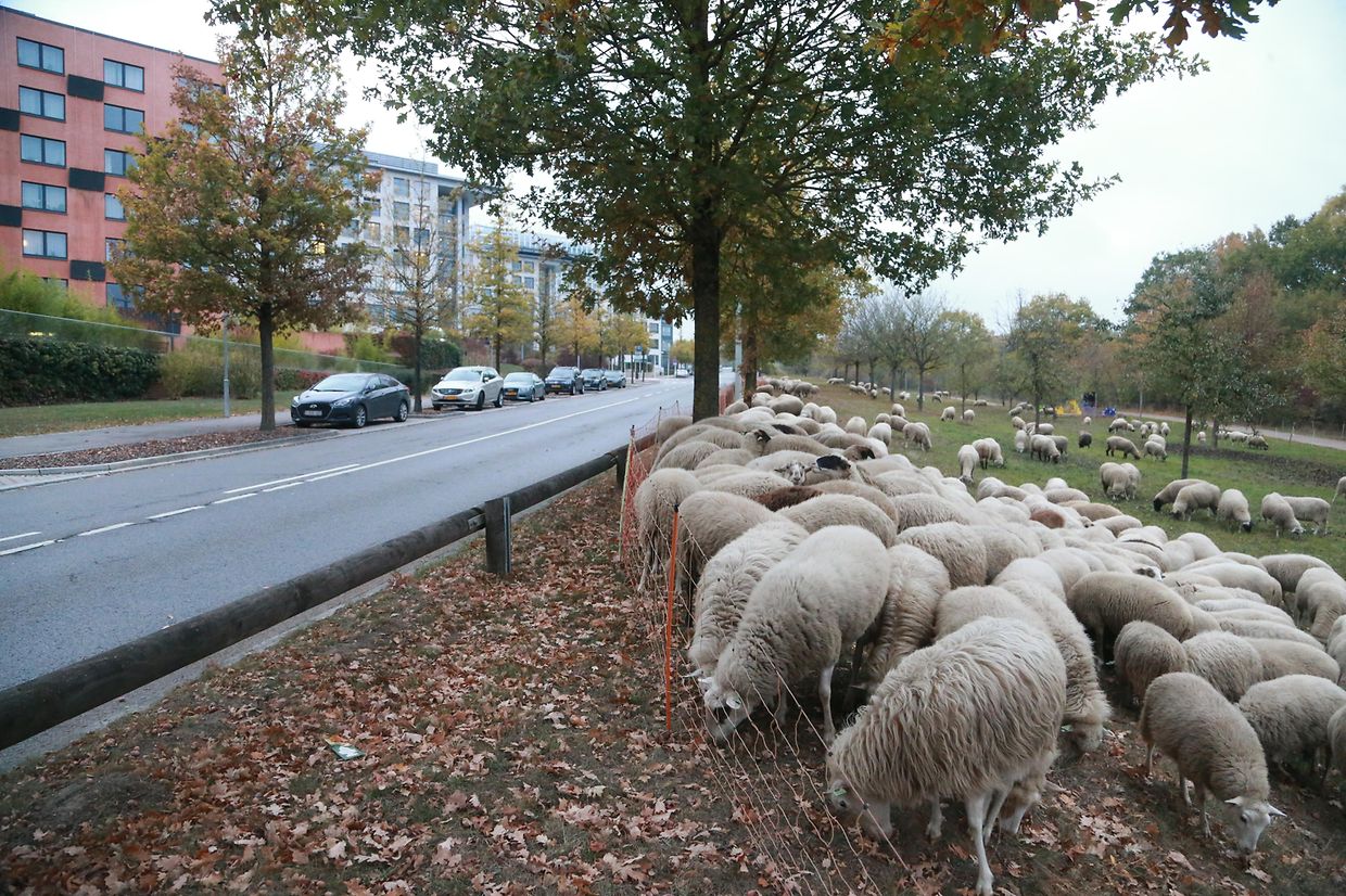 28.10.2018 Luxembourg, Kirchberg, parc Klosgrënnchen, Schaf, Herde, Wanderbeweidung mit Schafen photo Anouk Antony