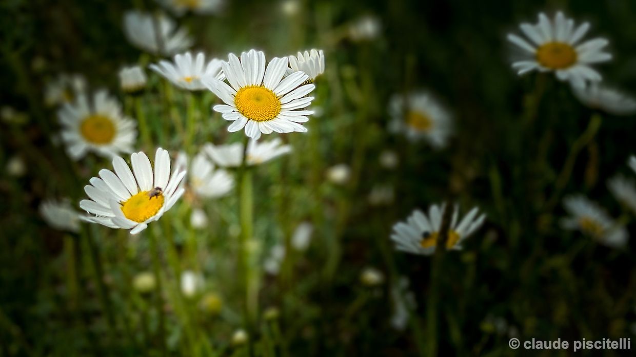 staying home  - Sanem -  - 10/05/2020 - photo: claude piscitelli