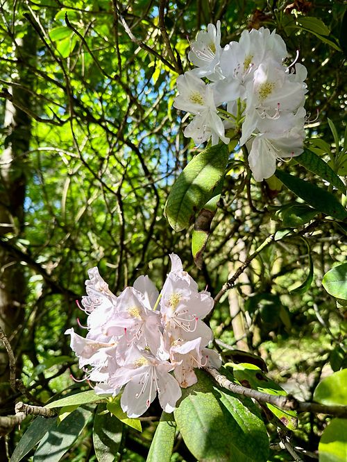 mywort - Weier Rhododendron in der Sonne
