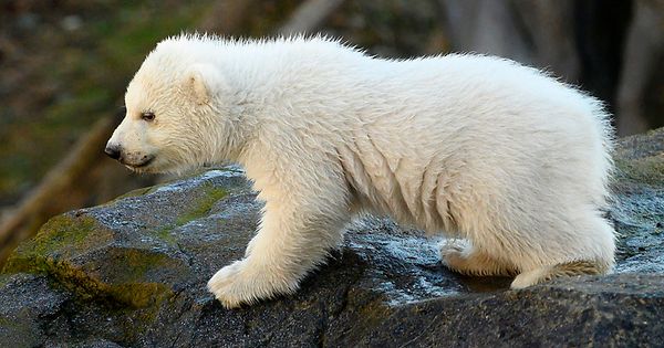 Le Bebe Ours Polaire Fait Ses Premiers Pas