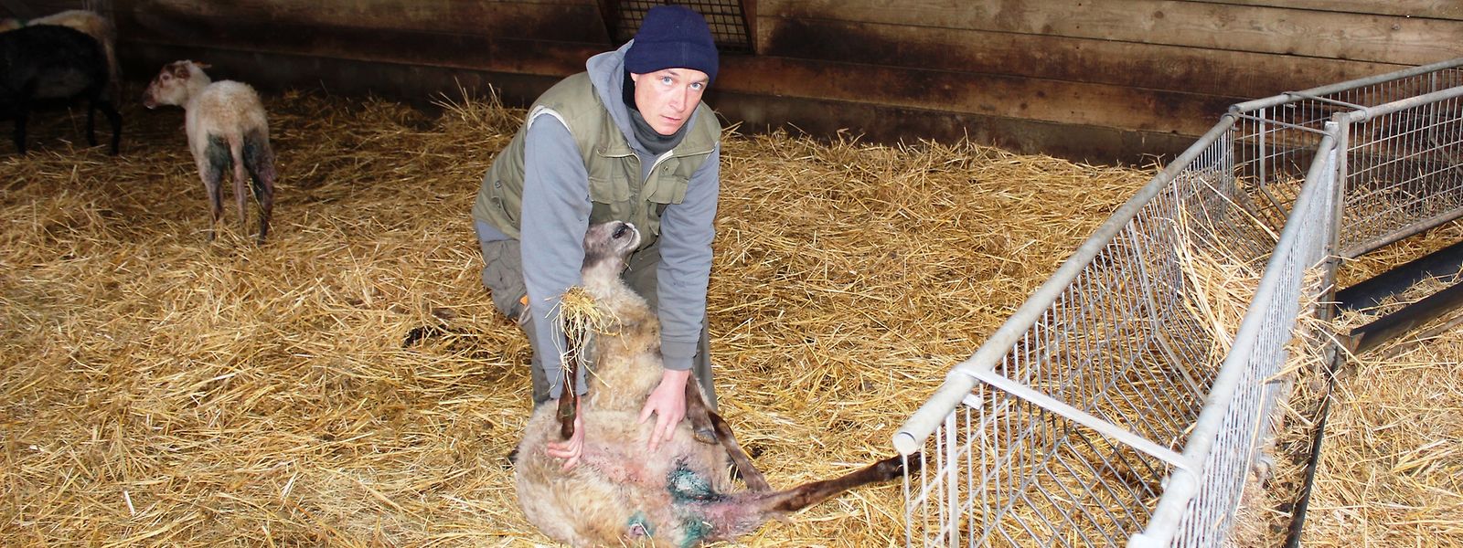 Les résultats des analyses effectuées sur les moutons de Stijn Vandyck seront connus dans six mois.