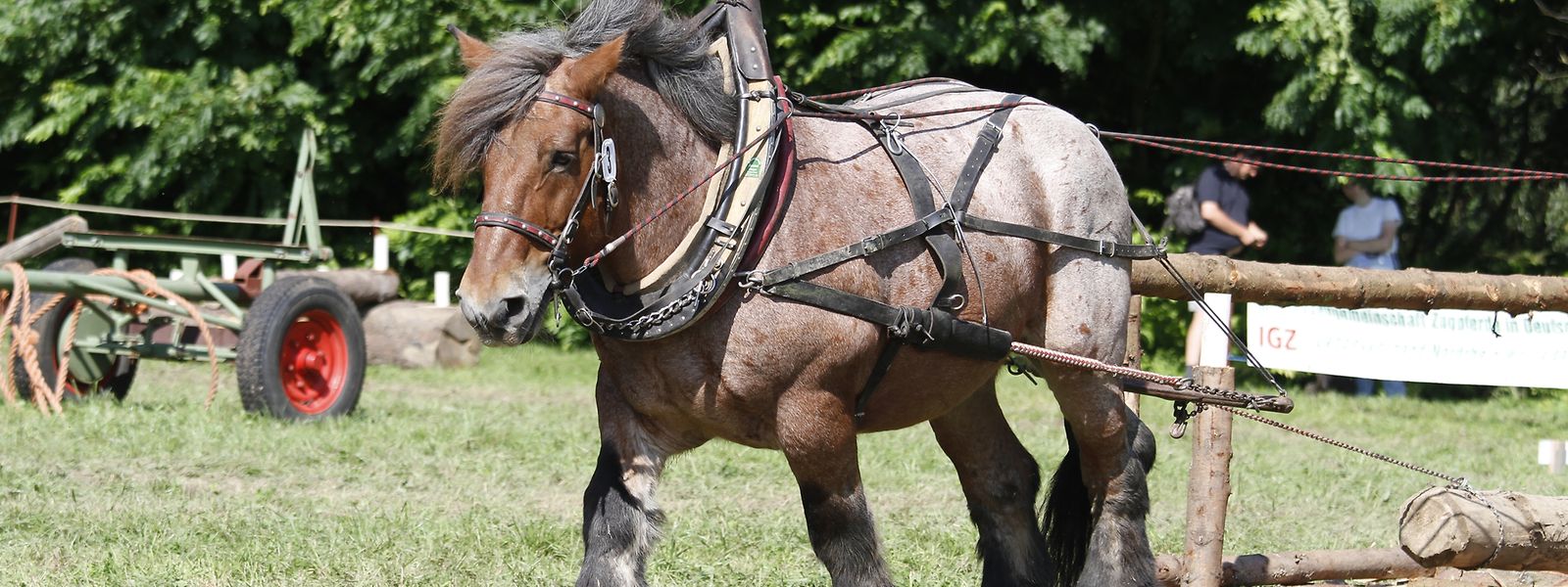 Le cheval  ardennais s'illustre par sa force et son caractère remarquables.
