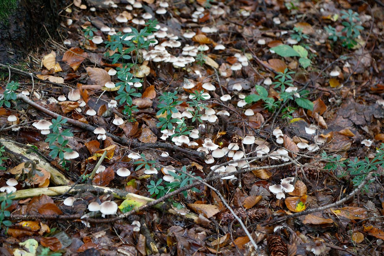 Illustration, Natur, Pilze,  Foto: Luxemburger Wort/Anouk Antony