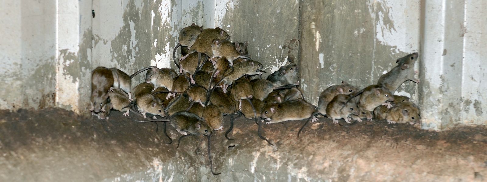 Die Mäuse vernichten in kurzer Zeit die Vorräte der Landwirte.