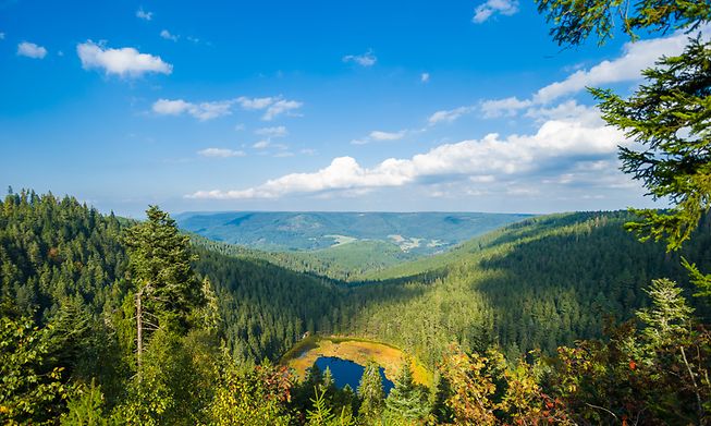The Black Forest in Germany