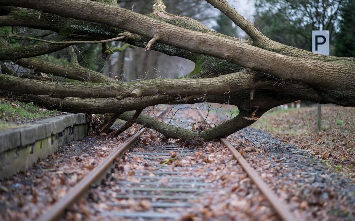 Bei Münster blockierte dieser Baum eine Bahnstrecke.