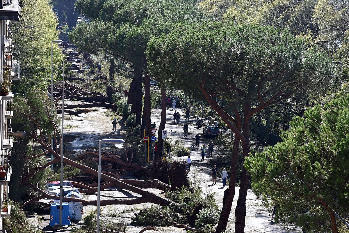 Diese Baumallee ist keiner geplanten Baumfällaktion zum Opfer gefallen, sondern einem Tornado.