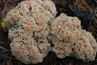 Wie Korallen präsentieren sich manche Pilze im luxemburgischen Wald. 