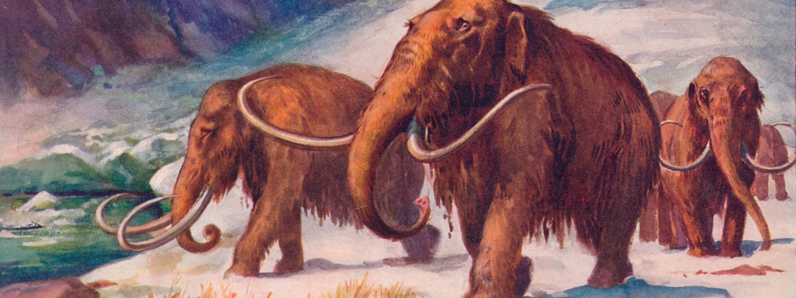 Das Wollhaarmammut bewohnte die kühleren Gebiete im Norden Eurasiens und Nordamerikas. Die Art starb beinahe vollständig vor rund 12.000 Jahren aus, einzelne Populationen soll es noch im zweiten Jahrtausend vor unserer Zeitrechnung gegeben haben. 