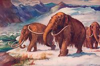 The early Ice Age, when mammoths roamed the Earth and Man was arising, 1907. From Harmsworth History of the World, Volume 1, by Arthur Mee, J.A. Hammerton, & A.D. Innes, M.A. (Carmelite House, London, 1907)(Photo by The Print Collector/Getty Images)