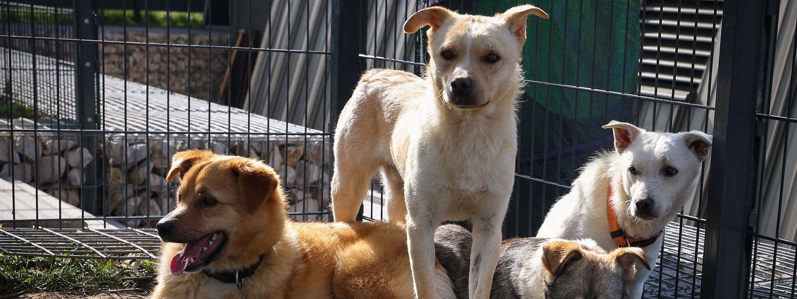 Zurückgelassen im Ukraine-Krieg: Die ersten Hunde wurden von Mitarbeitern des Tierasyl Schifflingen nach Luxemburg geholt. 