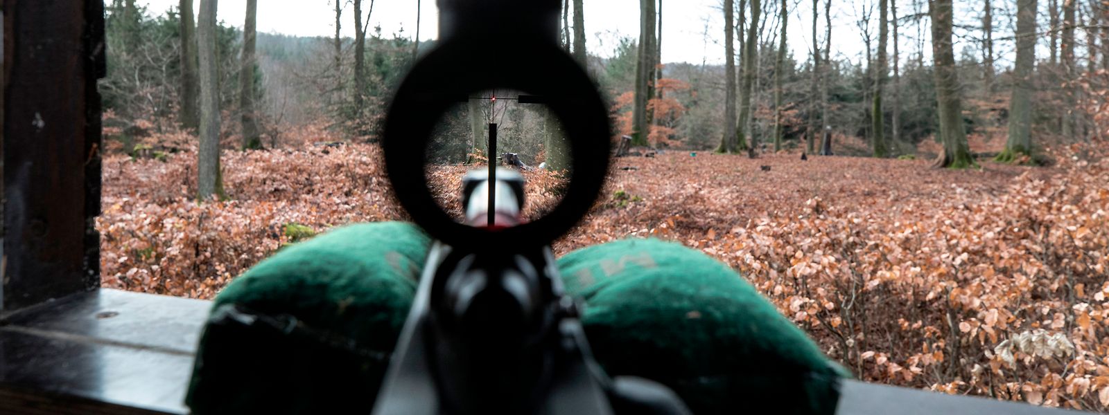 Für den Präsidenten der Jägerföderation Georges Jacobs stellen die nach wie vor erlaubte Jagd vom Hochsitz oder die Pirsch keine adäquate Alternative zur Treibjagd dar. 
