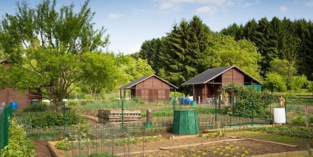Growing your own medicine in the garden - Vimarsana News