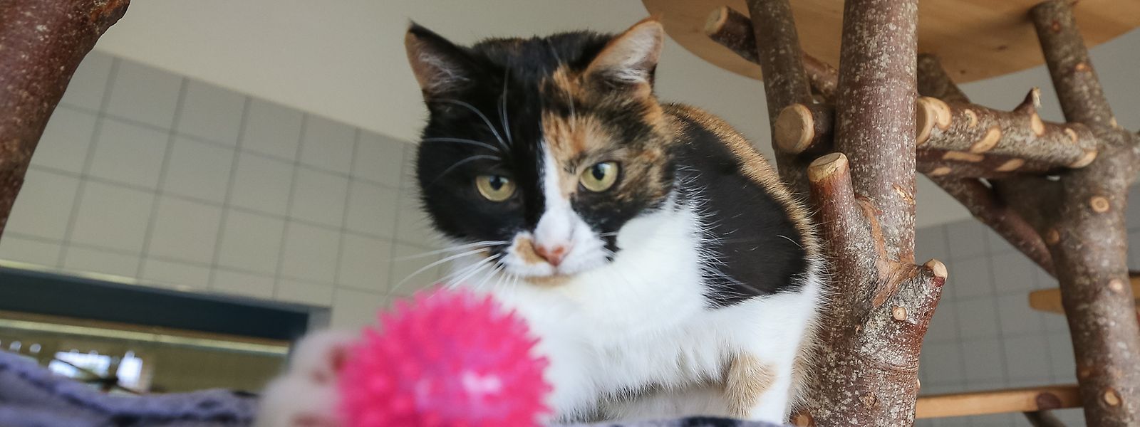 Erst vor kurzem wurde der Katzenbereich im Tierasyl Gasperich renoviert. 