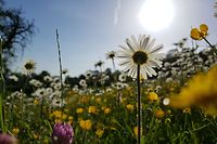 Echte Blumenwiesen sind ein Paradies für Insekten