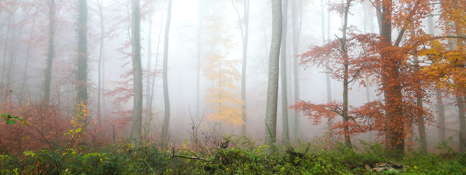 Ab und an machte sich Nebel breit, sonst lud das Wetter im Herbst meist zu ausgedehnten Spaziergängen in der Natur ein.