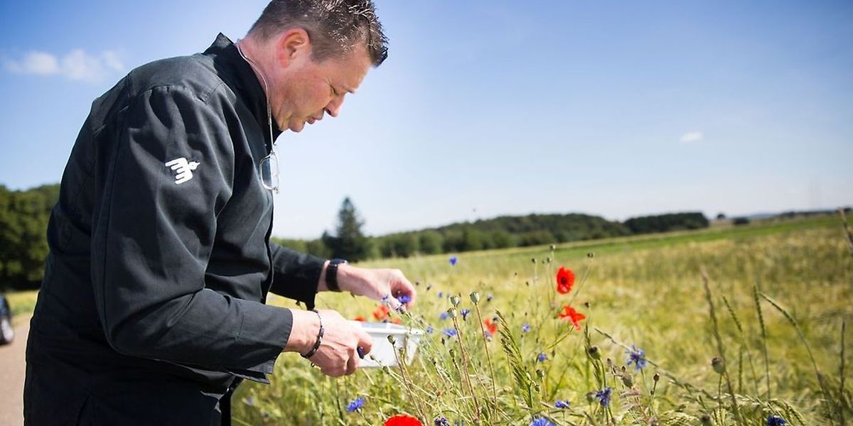 René Mathieu en pleine cueillette, non loin du château de Bourglinster: bleuets et coquelicots.