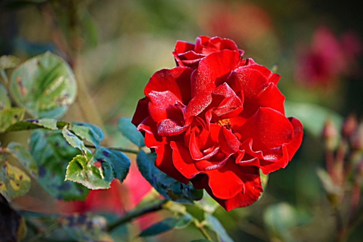 mywort Die schönsten Rosen werden zuerst gepflückt.