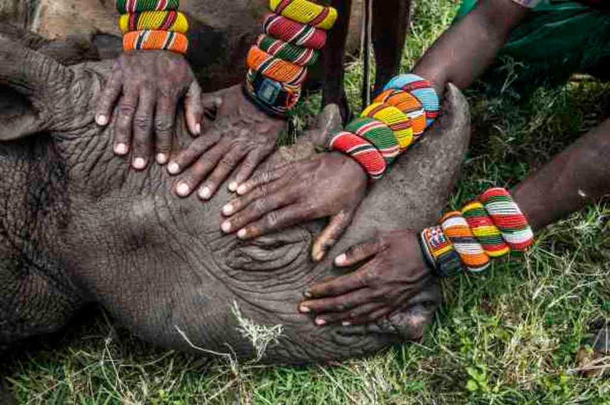 Second Prize in the Nature Category, Singles
La photographe nord-américaine Ami Vitale, du National Grographic Magazine, montreun groupe de jeunes guerriers Samburu au Kenya qui rencontrent un rhinocéros pour la première fois.