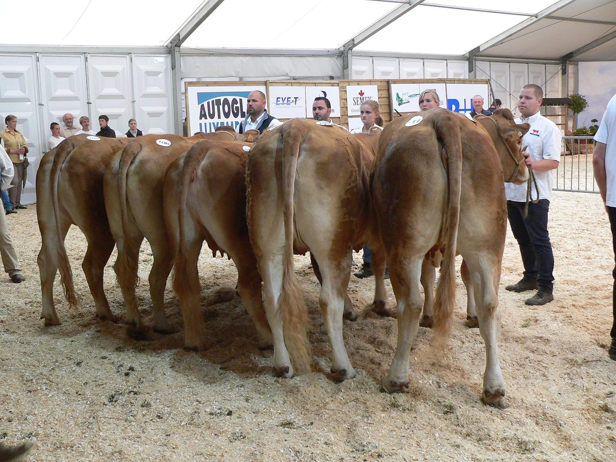 Die "Foire agricole" wusste den Regen am Samstag bereits mit einem abwechslungsreichen Show-Programm zur Nebensache werden zu lassen.