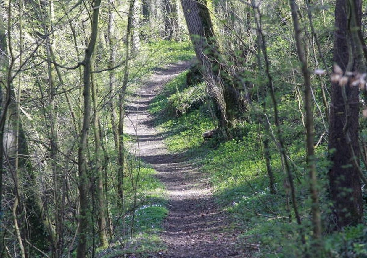 Die 10,7 Kilometer lange Traumschleife zwischen Manternach und Mertert führt tief in den Wald hinein, wo  seltene Pflanzen wachsen. 