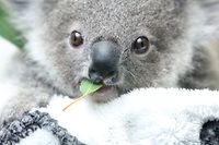 Die Koalas in Australien sind in Gefahr: Ihre Zahl nimmt rapide ab und ist allein in den vergangenen drei Jahren um 30 Prozent geschrumpft. 