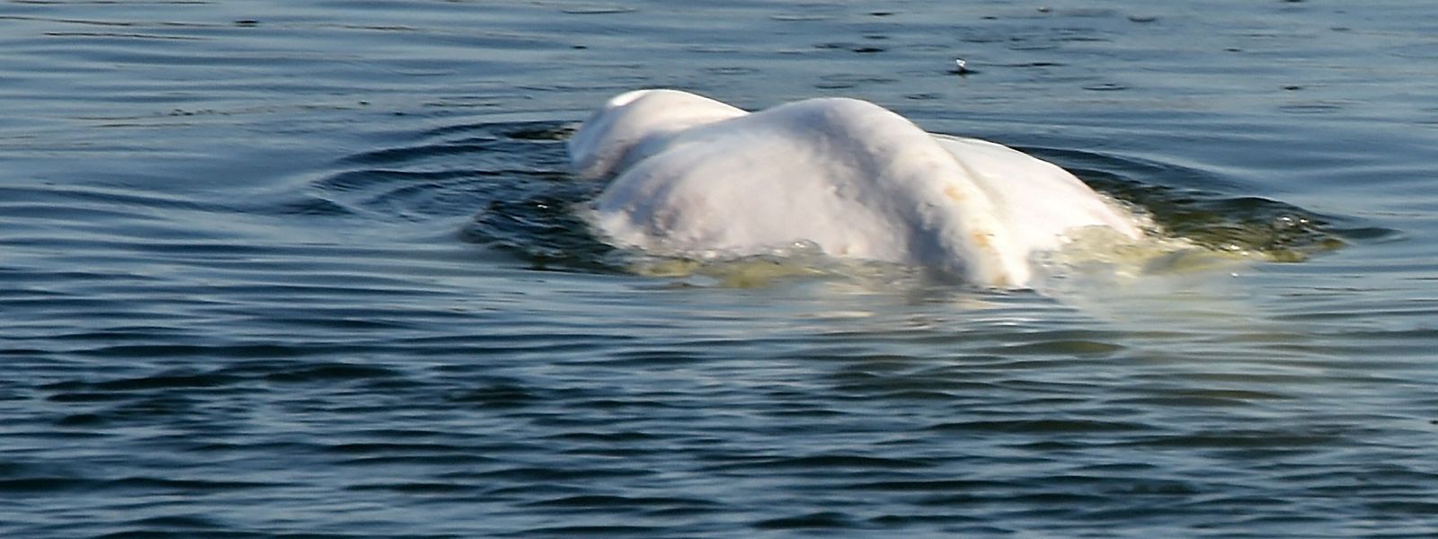 Der Beluga sollte in ein Meerwasserbecken nach Ouistreham in der Normandie gebracht werden. 