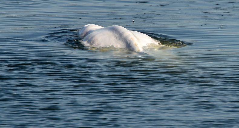 A beluga whale, which was spotted while swimming up France's Seine river, swims in a river lock in Notre-Dame-de-la-Garenne, north-western France on August 8, 2022. - A malnourished beluga whale that has swum up France's River Seine is no longer progressing but is still alive, environmental group Sea Shepherd said on August 8, 2022. Hopes are fading to save the animal, which was first spotted on August 2, 2022 in the river that runs through Paris to the English Channel. (Photo by JEAN-FRANCOIS MONIER / AFP)