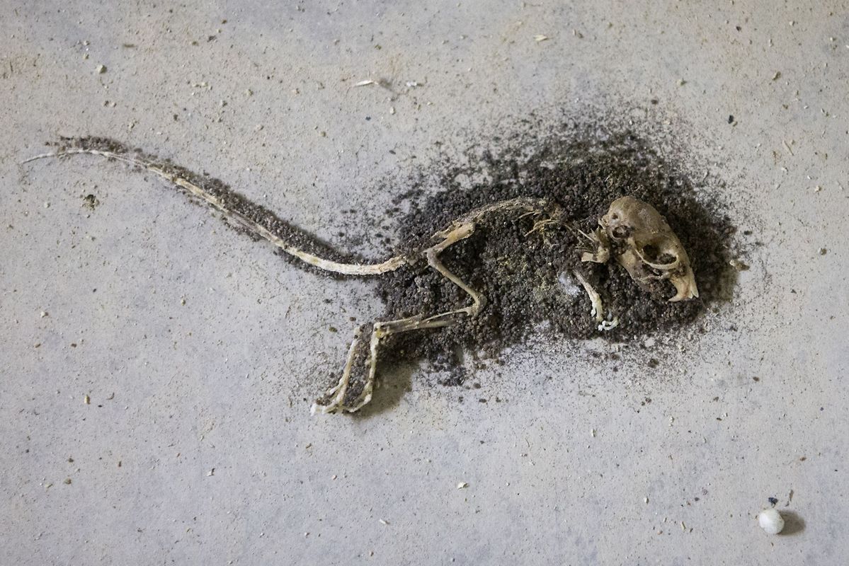 Ein Besuch im unterirdischen Bahnhof Findel.