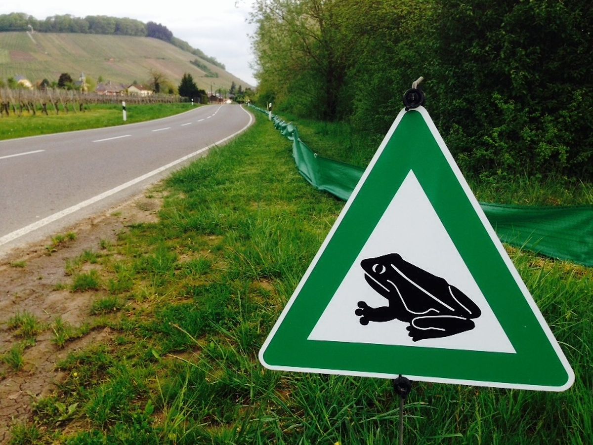 Froschwanderung In Luxemburg
