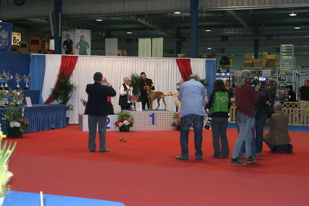 5,200 dogs at 84th International Dog Show