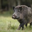 Bislang blieb Luxemburg noch offiziell von der afrikanischen Schweinepest verschont. Die Gefahr steht nach dem Nachweis eines Falles in Differt bei Messancy (B) mittlerweile aber direkt vor der Haustür.