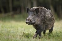 Bislang blieb Luxemburg noch offiziell von der afrikanischen Schweinepest verschont. Die Gefahr steht nach dem Nachweis eines Falles in Differt bei Messancy (B) mittlerweile aber direkt vor der Haustür.