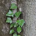 Illustration, Natur, Wald, Landschaft, Baum, Bäume, Blätter und Pilze, Licht Herbstaufnahmen Foto: Luxemburger Wort/Anouk Antony