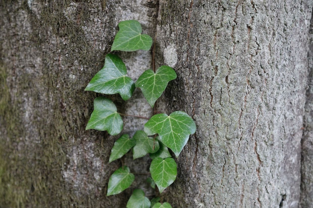 Illustration, Natur, Wald, Landschaft, Baum, Bäume, Blätter und Pilze, Licht Herbstaufnahmen Foto: Luxemburger Wort/Anouk Antony