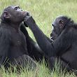 Roxy und Thea aus der Gemeinschaft von etwa 45 Schimpansen, die im Loango-Nationalpark in Gabun leben und vom „Ozouga“-Schimpansenprojekt untersucht werden. 