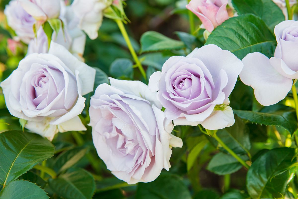 The blue moon rose is another seasonal favourite