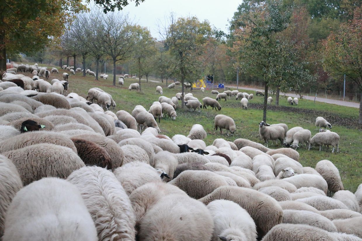 28.10.2018 Luxembourg, Kirchberg, parc Klosgrënnchen, Schaf, Herde, Wanderbeweidung mit Schafen photo Anouk Antony