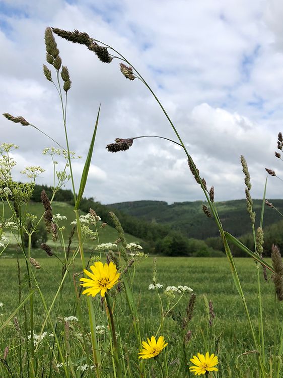 Download Bescheidene For iPhone Free