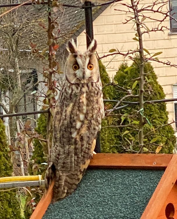 WALDOHREULE  AM VOGELHÄUSCHEN