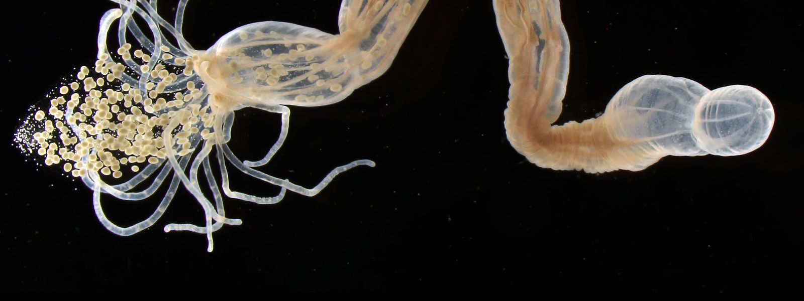 Die Seeanemone Nematostella bei der Eiablage. Sie kann ihre Temperaturanpassung durch die Weitergabe bestimmter Bakterien an ihre Nachkommen vererben.