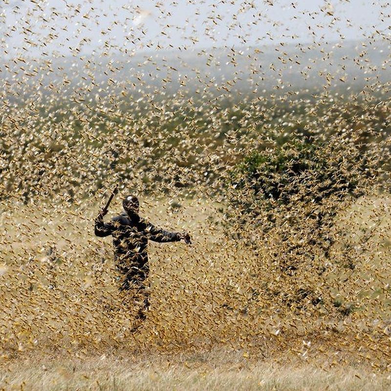Alteracoes Climaticas Surto De Gafanhotos Do Deserto Espalha Se Pela Asia