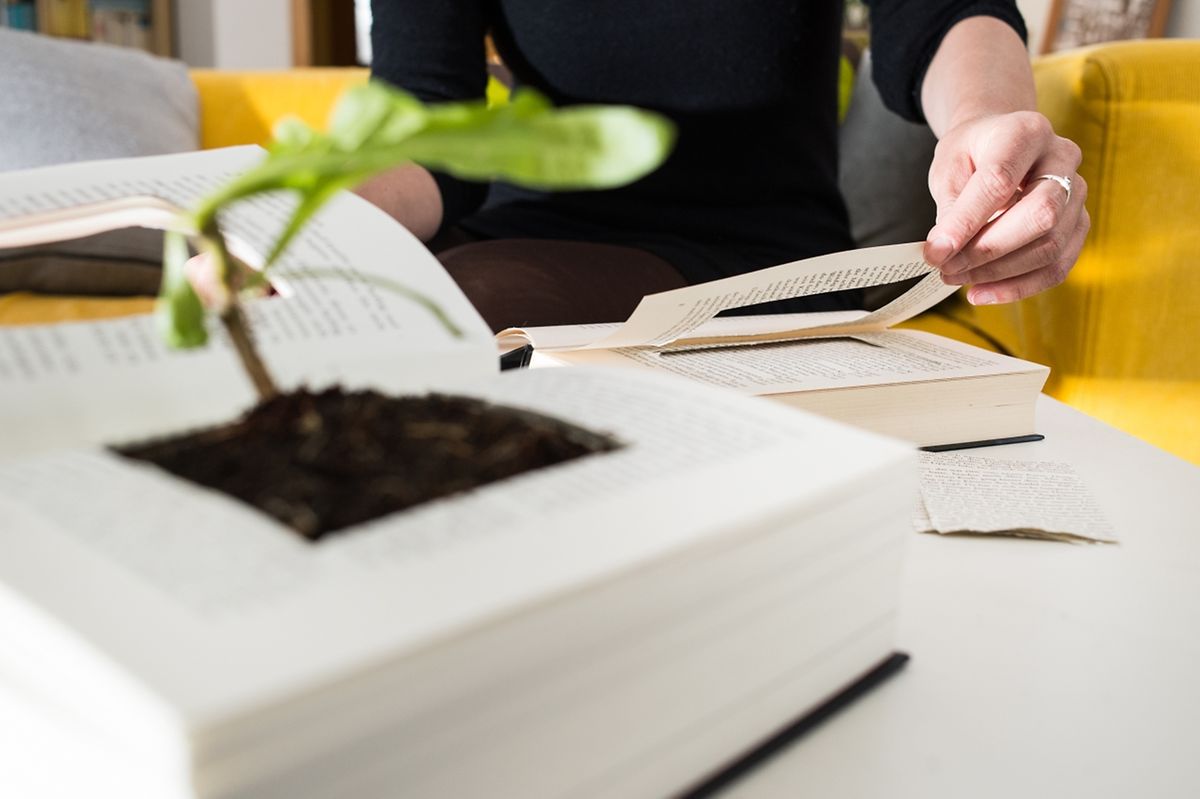 Ungewöhnlicher Blumentopf:&nbsp;Ein in der Mitte ausgehöhltes altes Buch kann eine Pflanze fassen.