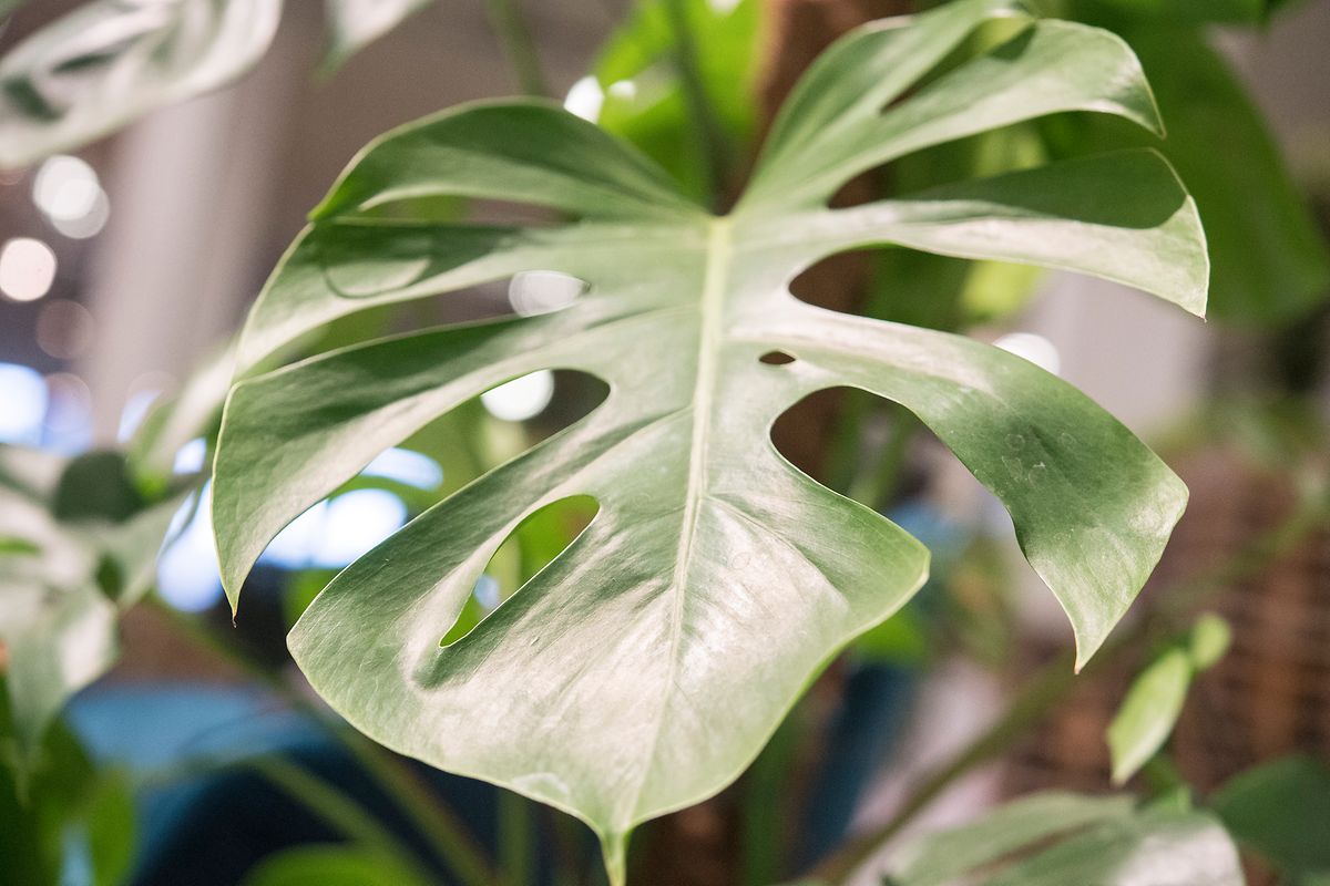 Besonders gefährdet für den Sonnenbrand ist etwa das Fensterblatt (Monstera). 